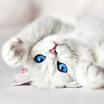 Paula McAfee - @pjmcafee1951 - Instagram