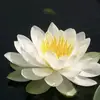 Paula McFarlane - @paula.mcfarlane0 - TikTok
