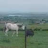 paulamcnulty316 - @user19654267899 - TikTok