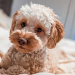 Paula - @paula_minicockapoo - Instagram
