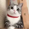 Paul Apai - @paul.apai - TikTok