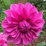 Paula Pape - @paulapape1 - Instagram