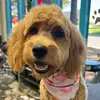 Paula Pippin - @doggybarberpetgrooming - TikTok