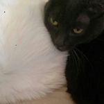 Paula Proctor - @meowmeowpaula - Instagram