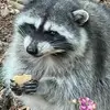 paulaproffitt151 - @paulaproffitt151 - TikTok