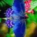 Paula Pugh - Facebook