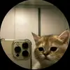 paularicardo - @paularicardo - TikTok