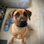 Paula - @paula.rhodesian.ridgeback - Instagram