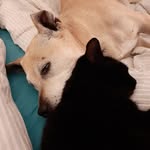 Paula Ridge - @heffalumpridge - Instagram