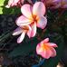 Paula Roche - Facebook