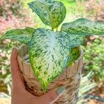 Paula Roland - @plantsandcrumbs - Instagram