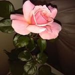 Paula Silcox-Baker - @silcoxbaker - Instagram