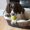 paula simmonds - @palushkaa - TikTok