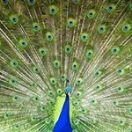 Paula Snell - @ehochst976 - Instagram