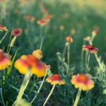 Paula Spaulding - @faunaflorawild - Instagram