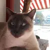 Paula Steffens - @paula.steffens2 - TikTok