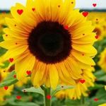 Paula Smith-Stites - @smithstites - Instagram