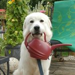 Paula Strom - @pbstrom64 - Instagram