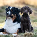 🐾Paula&Anton🐾 - @paulas_und_antons_welt - Instagram
