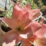 Paula Tapp - @tapp.6178 - Instagram