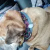 yiayia - @paulatesta2 - TikTok