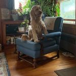 Paula Thomson - @pjtdaisy1957 - Instagram