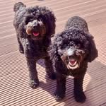 paula thorne - @dogcarenorthumberland - Instagram
