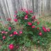 Paula Thurmond - Facebook