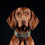 Viszla Paula - @traildogpaula - Instagram