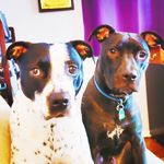 Paula Vincent - @cockeyedcrafter - Instagram