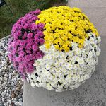 Paula Voss - @mamma_ve - Instagram