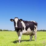 Paula Waldenfarm - @paulawaldenfarm - Instagram