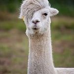 Paula Walter - @paulawalter5255 - Instagram
