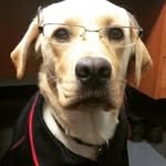 O CãoCurseiro - @ana_paula_wine - Instagram