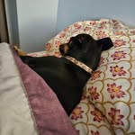 Paula Wirth Murphy - @chuchiefun - Instagram