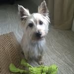 Paulette Barlow - @angusthecairn - Instagram