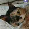 paulettebaumer - @paulettebaumer - TikTok