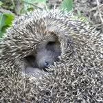 Paulette Alain Roux-Bernard - @pauletterouxbernard - Instagram