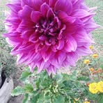 Paulette Bernard - Facebook