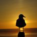 Paulette Carr - Facebook