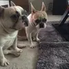 Frankie and cupcake - @paulettedennis71 - TikTok