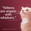 Paulette Cats Fairchild - @paulettecatsfairc - TikTok
