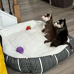 Paulette Scaife-Hogan - @2huskiesandadoodle - Instagram