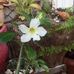 Paulett Mclean - Facebook