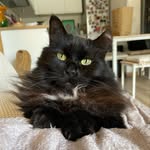 QUEEN PAULETTE 👑 - @catqueen.paulette - Instagram