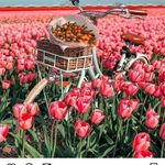 Paulette Romano - @pauletteromano - Instagram