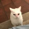 Paulette Bryan - @paulette.bryan4 - TikTok