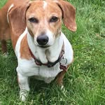walk the dawgs - @paulettesamson - Instagram