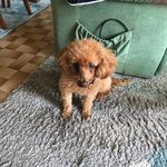 Paulette Schmidt - @schmidtpaulette90gmail.psgmail - Instagram