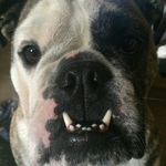 Paulette Templeman - @paulette_templeman - Instagram